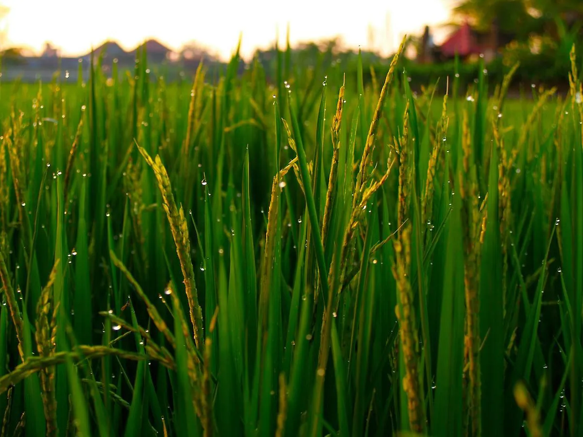 The Island Bali Vandrehjem Seminyak